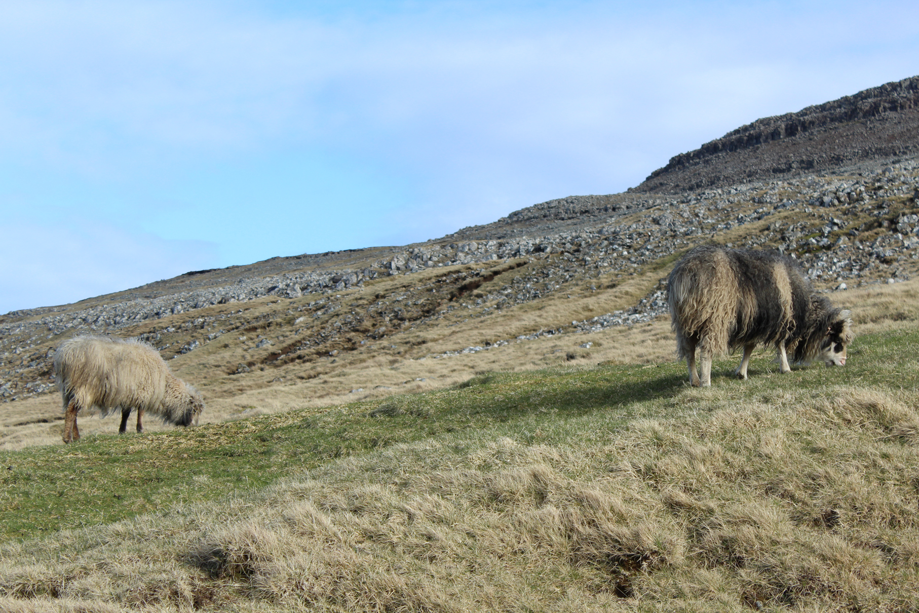 Faroe islands sheep