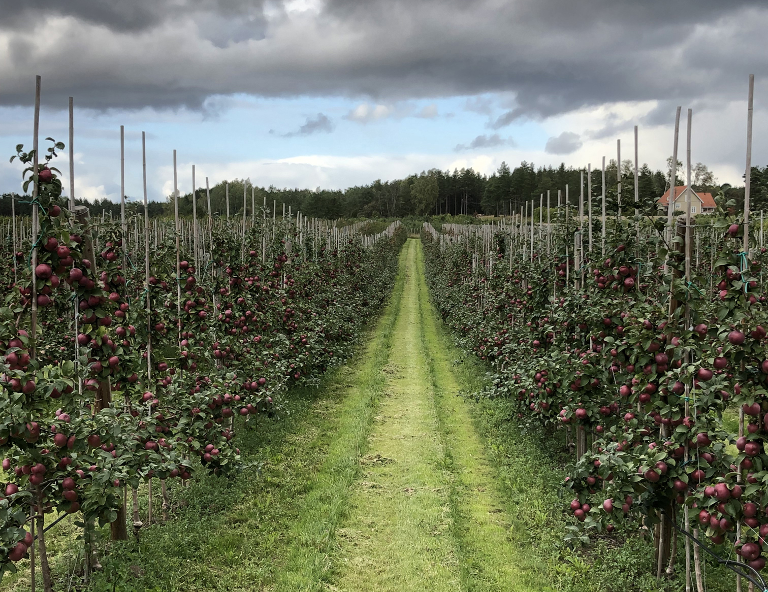 Åland_apples